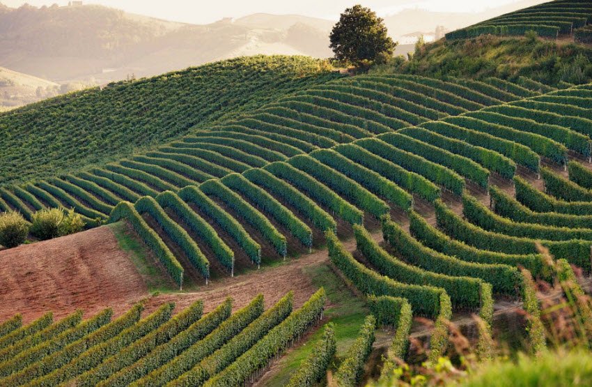 Vineyards of Bordeaux, Bordeaux, Nouvelle-Aquitaine, France